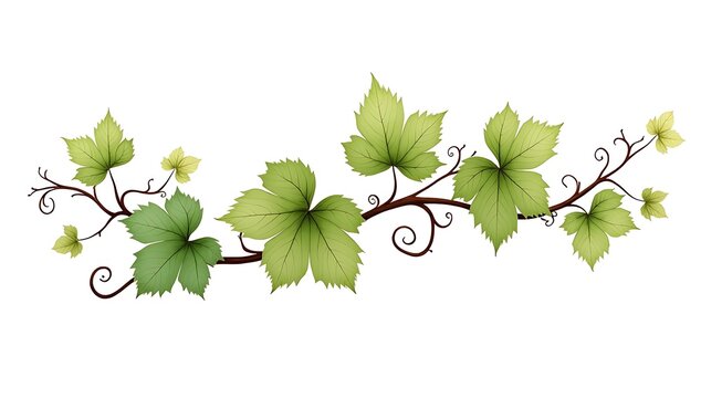 Green grape vine leaves with curling tendrils on a branch