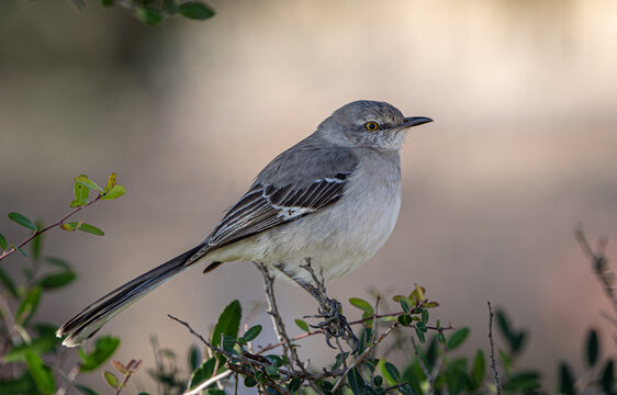 mockingbird on a branch