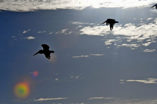 Three brown pelican silhouettes and lens flare, Bodega Bay, California 