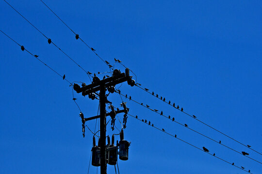 Silhouette of old retrofitted utility pole and a flock of perching birds. 