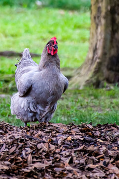 Closeup of Lavender Orpington Chicken on a pile of leaves in Audubon Park, New Orleans, LA, USA