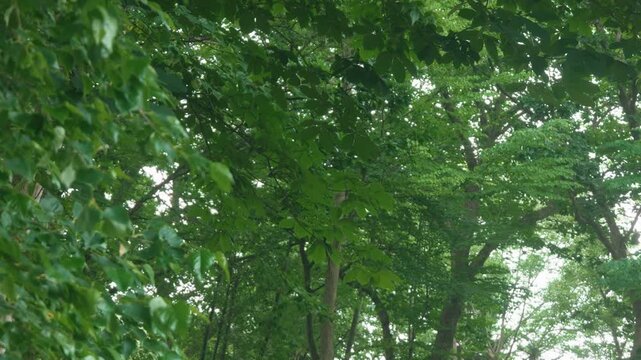 Green forest branches of a broadleaf tree