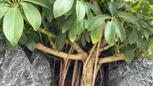 Slow Dolly Out Pull Back Shot of Green Schefflera Plant and Roots on Rocks