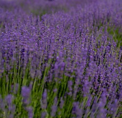 Fototapeta premium Close-Up of Blooming Lavender Flowers in a Sunny Field as a natural floral background. 