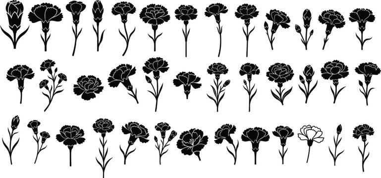 Set of black silhouette carnation flower vector illustrations isolated on a clean white background for design