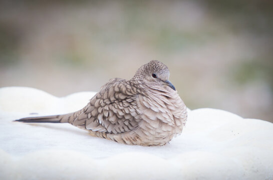 inca dove on ice
