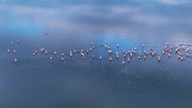 Flamingo flock wading across a calm blue lagoon. Dozens of birds stand scattered across a mirrorlike surface reflecting soft cloud patterns above.