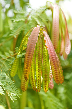 Flora of Gran Canaria - Leucaena leucocephala, Leadtree, introduced and invasive tree
