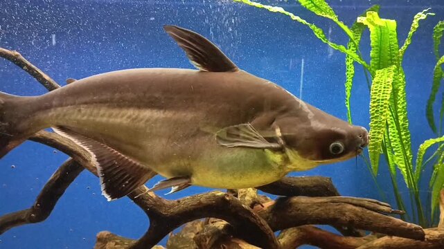 Iridescent catfish swimming in a blue aquarium. Freshwater fish exploring a planted tank with driftwood. Aquatic wildlife showcase within an underwater environment.