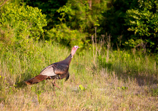 A mature adult male Wild Turkey at Assateague Island