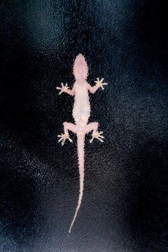 Silhouette of a gecko clinging to a window