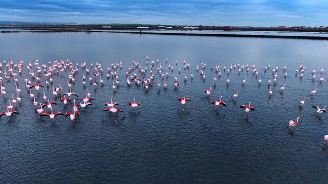 Flamingo flock wading in shallow salt pan water. Hundreds of birds gather together while several flap their wings near distant buildings at dusk.
