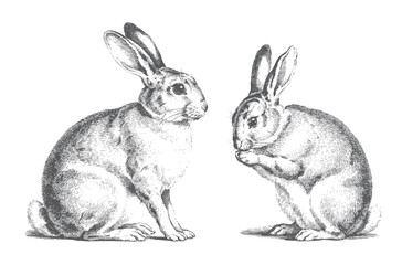 Vintage hare pair showing resting and standing compositions in retro engraved illustration. © Ranjit