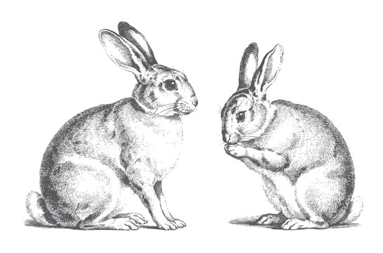Vintage hare pair showing resting and standing compositions in retro engraved illustration.