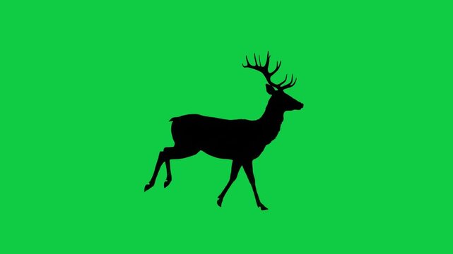 Black Deer Stag Silhouette Running Motion Isolated on Chroma Key Green Screen Background Forest Animal Wild Fauna Graphic