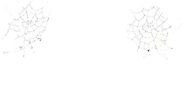 Two intricate spider web fragments isolated on a black background, for seasonal halloween use isolated on a transparent background