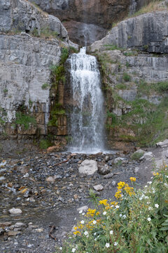 Stewart Falls, a 200 foot waterfall on Mount Timanogos in Provo, UT.  Beautiful waterfall in the summer.  Waterfall with a few yellow flowers in the foreground.