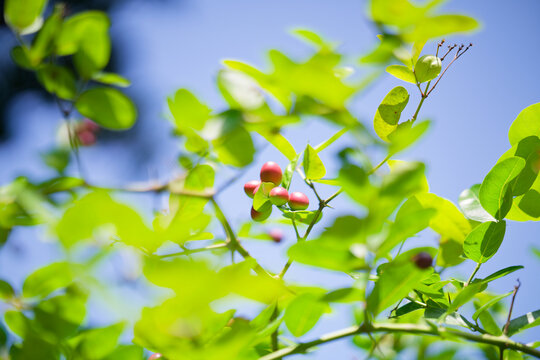 Closeup of fresh karonda berries on a branch with green leaves against a clear blue sky