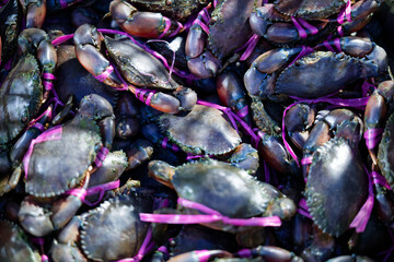 Fresh mud crabs tied with purple plastic strings for sale at a seafood market © Abir Creative Studio