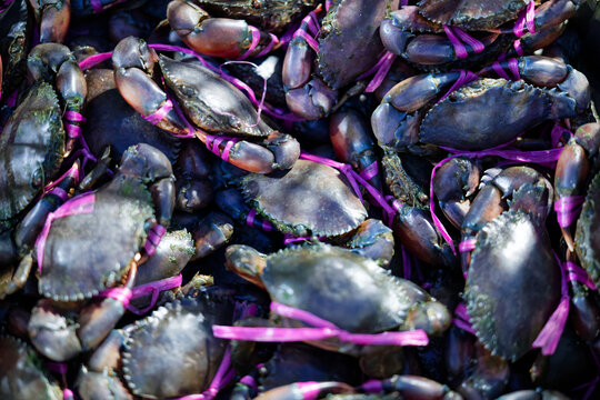 Fresh mud crabs tied with purple plastic strings for sale at a seafood market
