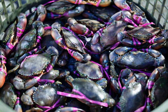 Fresh mud crabs tied with pink plastic strings in a plastic basket for sale at a local market