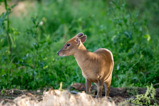 muntjac deer  in green grass