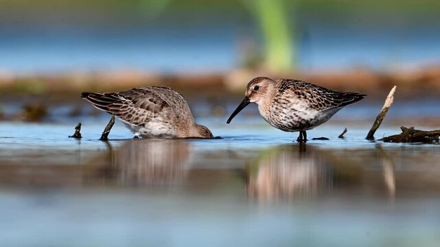 Pair Of Dunlins On A Sunny Day In The Pond