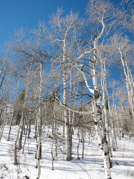 Leafless aspen trees and brilliant cloudless blue sky on the snowy Wasatch Mountains.  Sundance Mountain, Sundance, Utah.