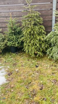 Christmas trees on melting grass with slushy snow patches, small evergreens near wooden fence, late winter light and moist soil, Video taken on mobile device.