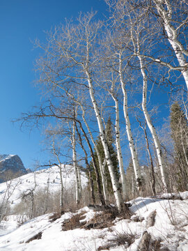Row of aspen trees, fresh white snow with e brilliant blue sky on a cold winter's day on Sundance Mountain, Wasatch Mountains near Sundance, Utah.
