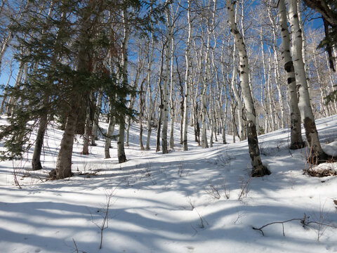 Aspen and pine trees on the mountain side covered with snow. Peaceful winter vacation in the outdoors.  Sundance Mountains, Wasatch Mountain Range, Sundance, Utah.