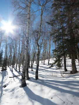 Direct sun and lens flare shine through a forrest of aspen trees on a cold winter's day.  Fresh snow sparkles in the sun.  Long shadows from the leafless trees.