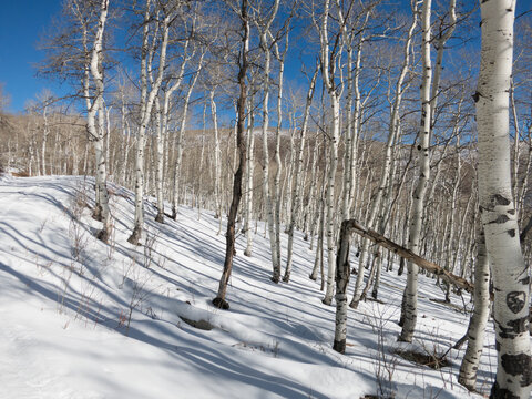 Forrest of White aspen trees on a snow covered mountain side. Quiet and peaceful hiking trail on Sundance Mountain, Wasatch Mountain Range, Sundance, Utah.
