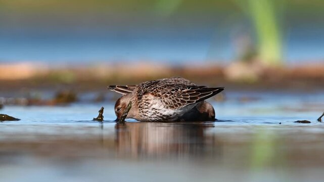 Dunlin Searching For Food In The Lake
