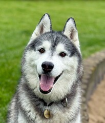siberian husky dog © Anna