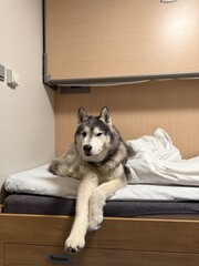 siberian husky in cabin © Anna