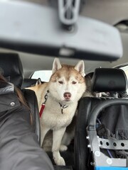 dog in car © Anna