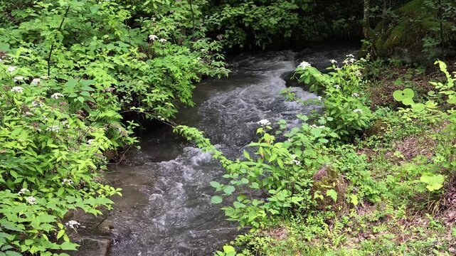 Rapid stream rushes through dense green foliage. Water splashes over rocks, creating white foam. Leaves sway gently in the stream's current. Natural sounds of flowing water fill the air