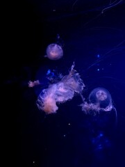 jellyfish in the water © Darya