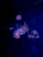 jellyfish in the water © Darya