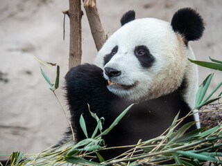Giant panda portrait sitting among green bamboo leaves © Artur