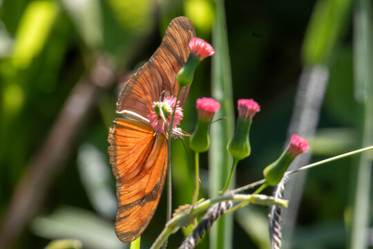 Close-up of an orange Julia butterfly (Dryas iulia) perched on pink wildflowers. Sharp technical focus and smooth light green bokeh.