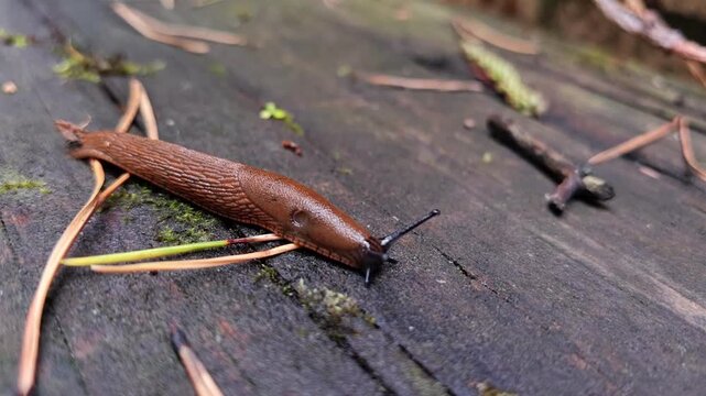 Close up of slug moving across natural surface