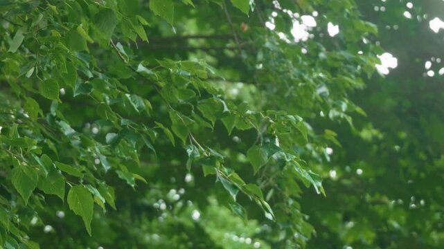 Green forest branches of a broadleaf tree