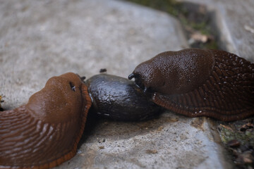 Two large slugs interact with a smooth stone on a concrete surface in a garden during daylight hours © Chris