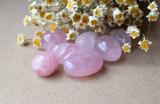 Round natural rose quartz pebbles against a background of dried chamomile flowers. Semi-precious natural stones for magic and meditation. Healing crystals.