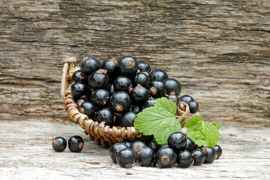 black currant in basket