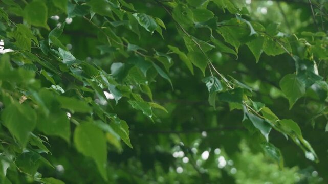 Green forest branches of a broadleaf tree