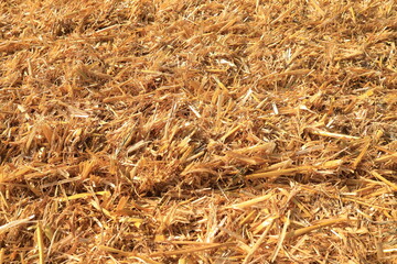 Rustic background. Golden hay texture. Agriculture.  © Olga_Burtseva