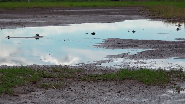 Wide angle of puddle reflecting blue sky and white clouds after rain with water striders on surface, 4K